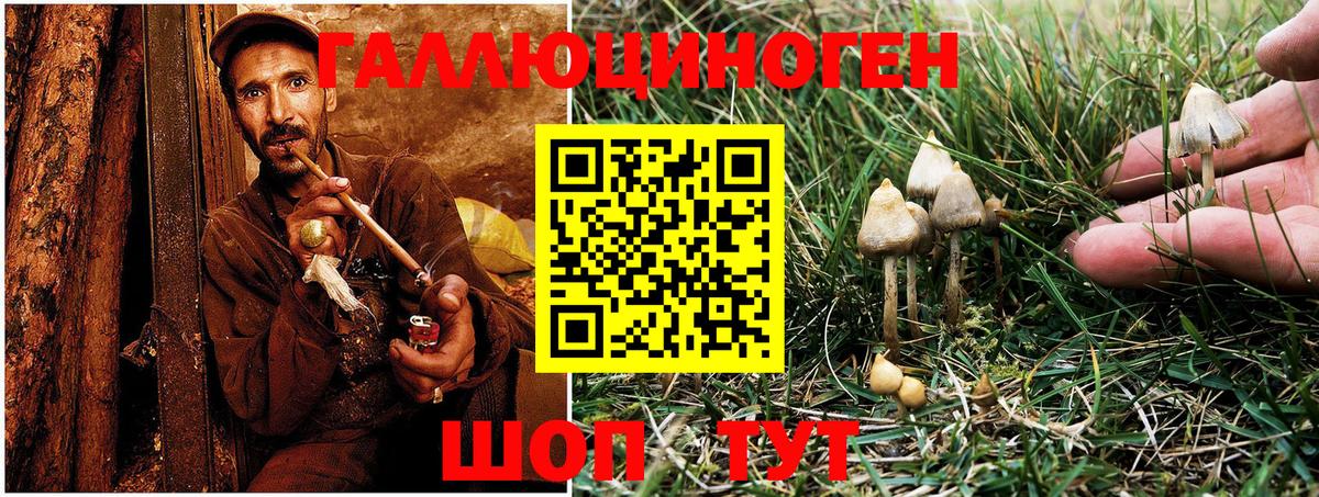 Псилоцибиновые грибы Psilocybe  Вход с VPN  Мариинск 